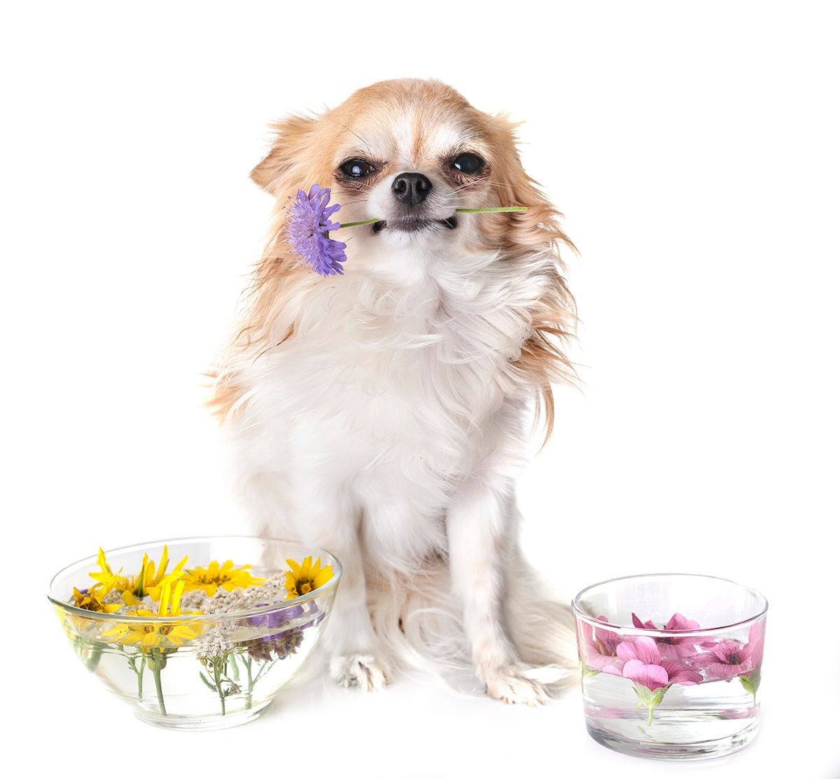 chien-qui-tient-des-plantes-aromatiques-dans-sa-gueule