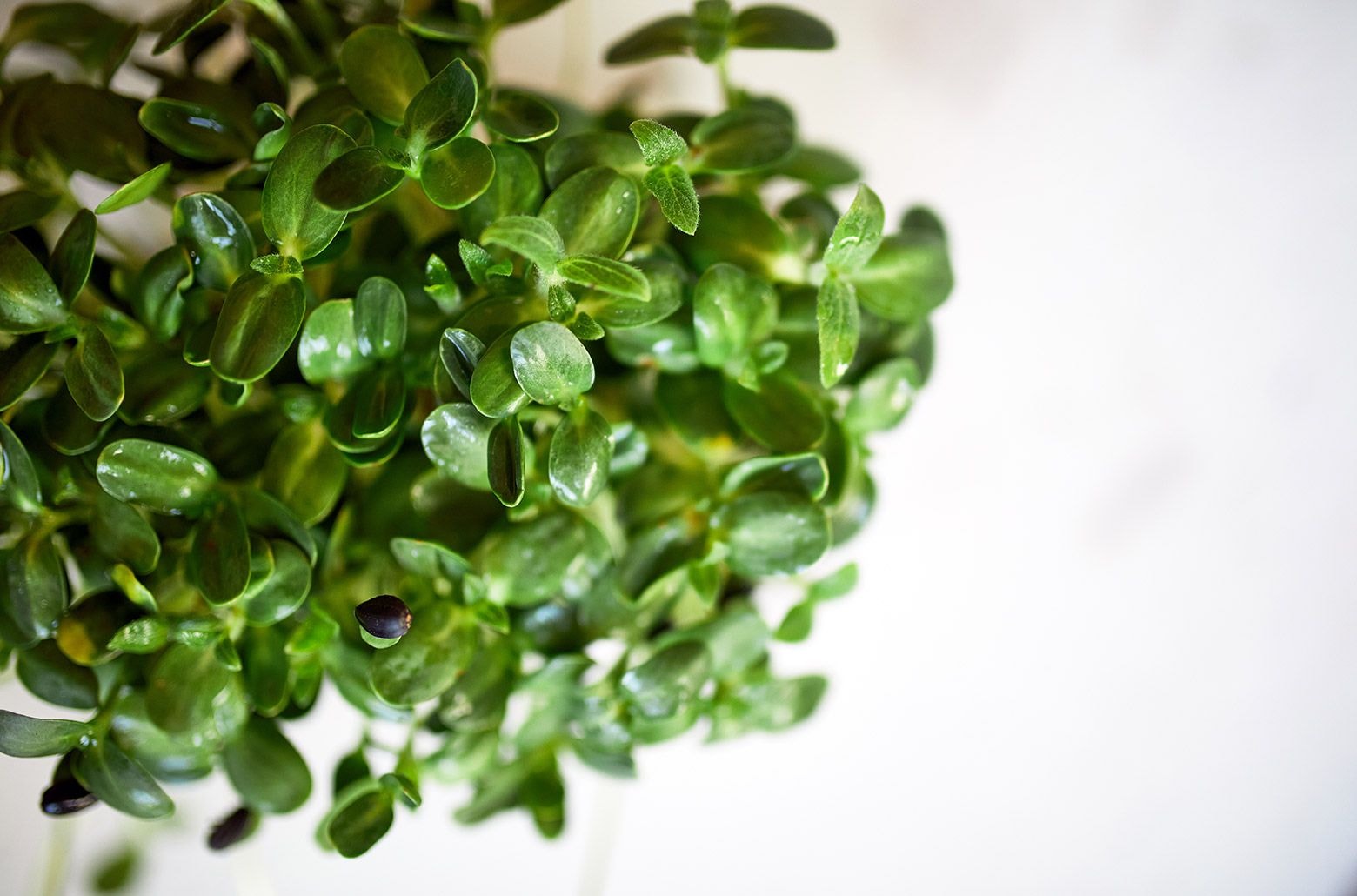micro-nutrition-cresson